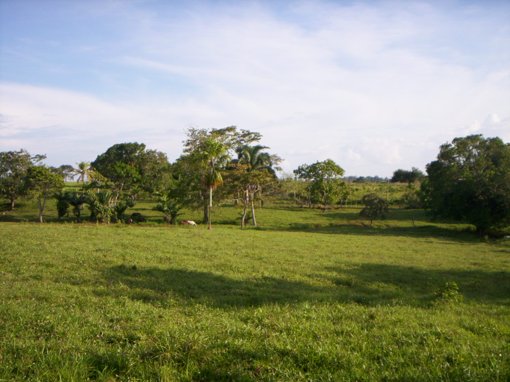 Tu carro y fincas